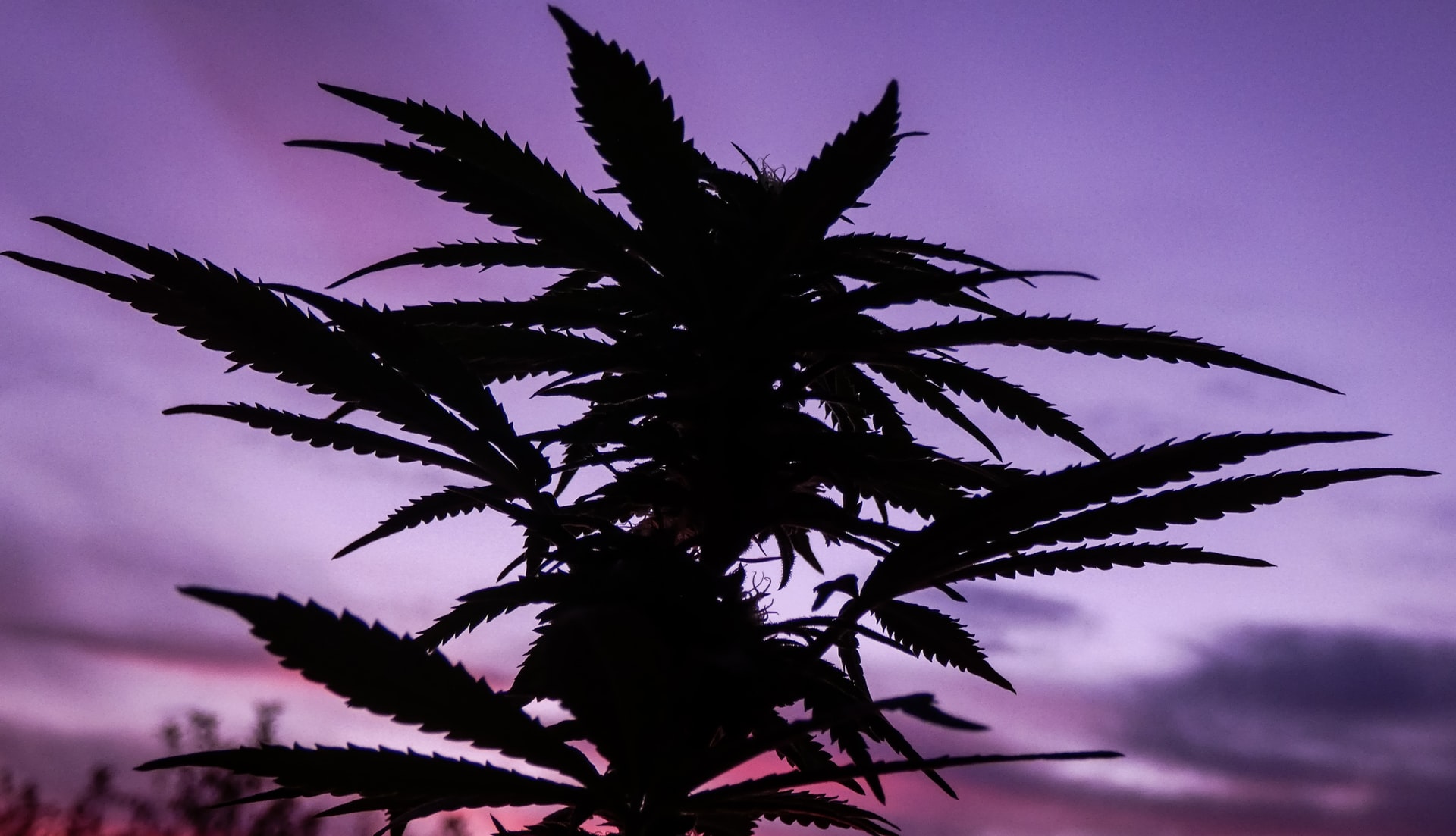 Cannabis Plant Silhouette