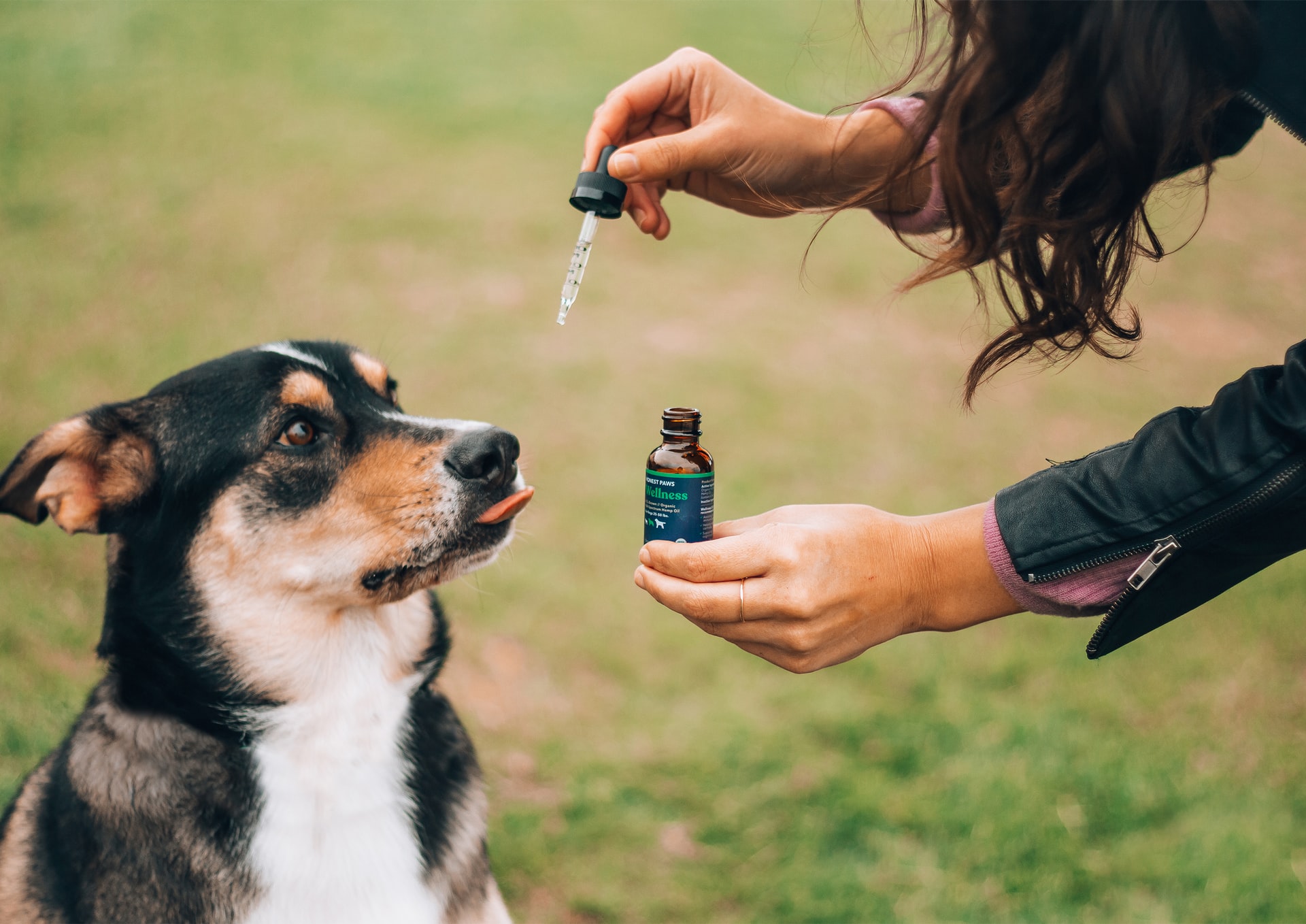 dog having cbd oil