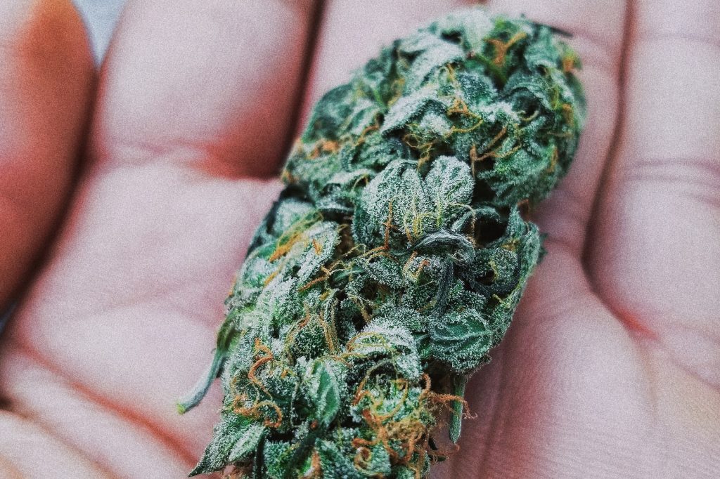 hand holding a cannabis bud