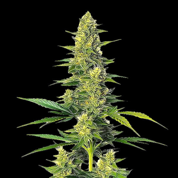 Auto-CBD-White-Widow-cannabis-seeds-by-bulk-white-label1