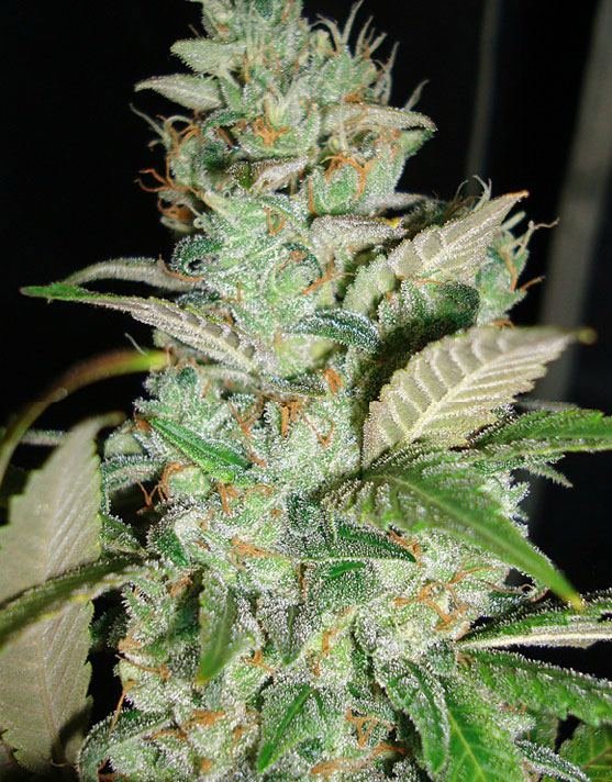 sour diesel 1