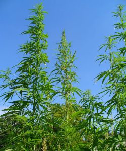 Cannabis_sativa_001