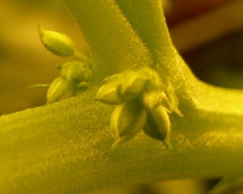 Cannabis_Male Cannabis_Male