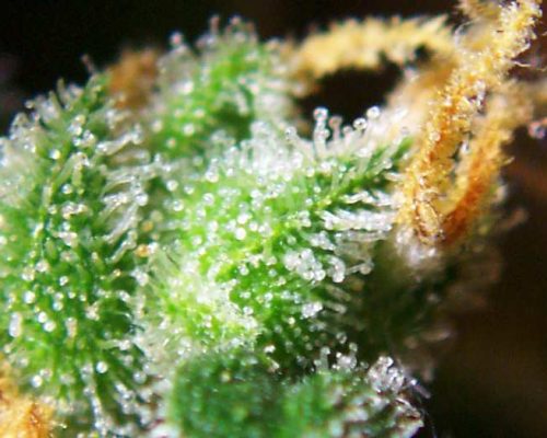 Cannabis_female_flowers_close-up Cannabis_female_flowers_close-up