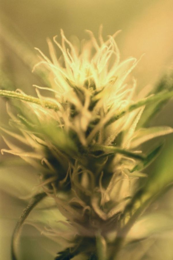Cannabis_flowering northern lights Cannabis_flowering northern lights