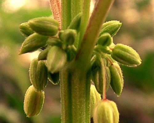 Cannabis_male_flowers Cannabis_male_flowers