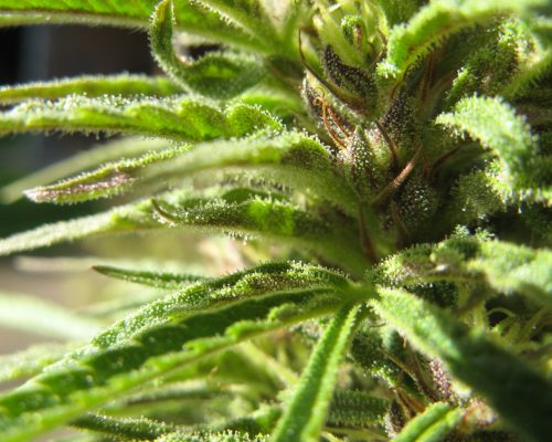 FemaleCannabisCluster FemaleCannabisCluster