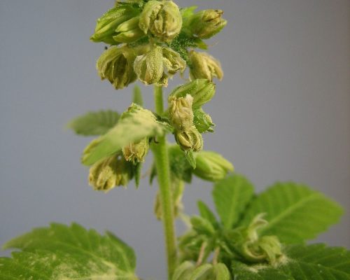 -Male_hemp_flowers-2 -Male_hemp_flowers-2
