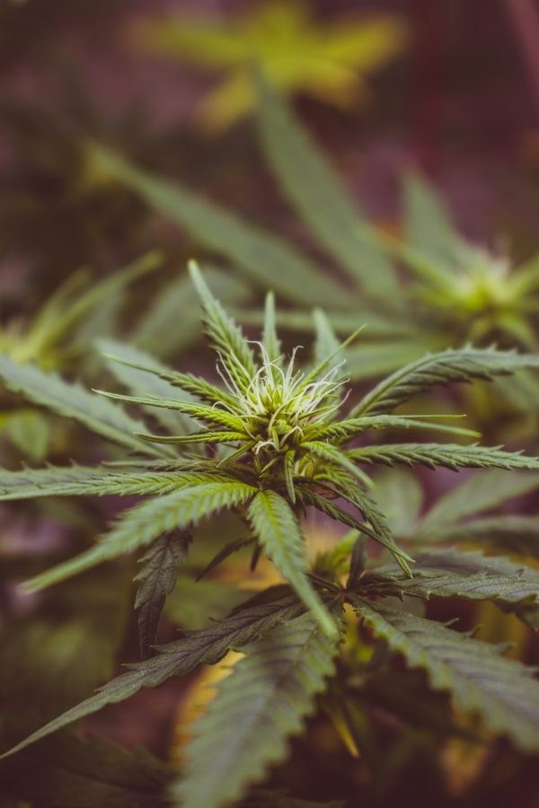 close up cannabis flowers close up cannabis flowers