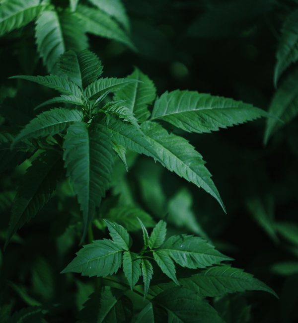 green-leaves-in-close-up-photography