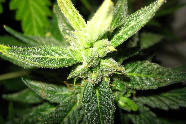 pollinated-Hemp_flowers pollinated-Hemp_flowers