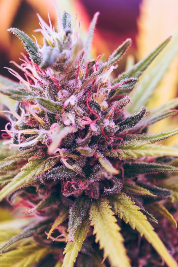 purple cannabis flowers purple cannabis flowers